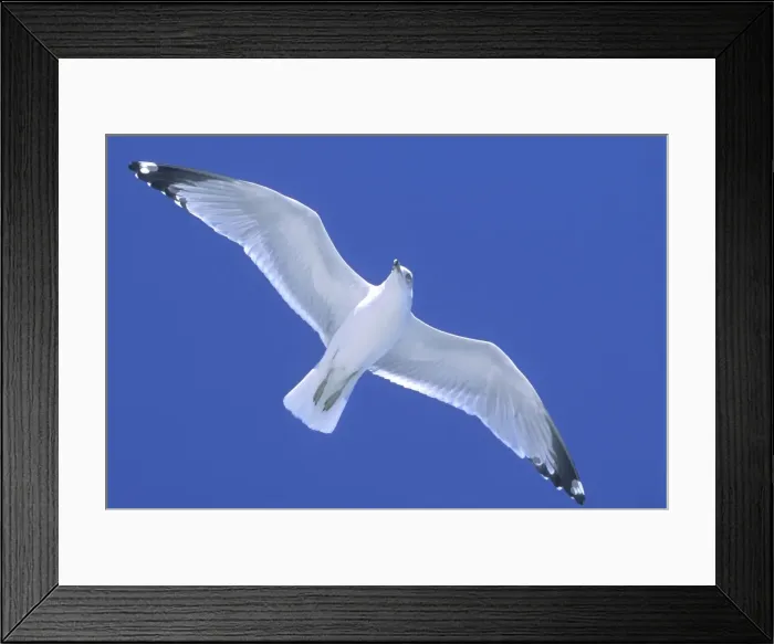 Framed Print : Ringed-Billed Gull - In flight, soaring on wind South Carolina Coast, USA Framed Print : Ringed-Billed Gull - In flight, soaring on wind South Carolina Coast, USA
