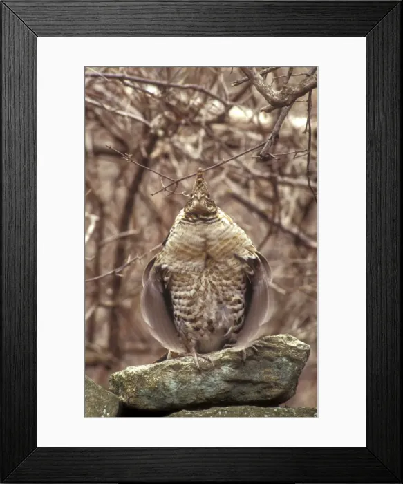 Framed Print : Ruffed Grouse - Grouse drumming on old stone wall in New England woods. Central Massachusetts, USA Framed Print : Ruffed Grouse - Grouse drumming on old stone wall in New England woods. Central Massachusetts, USA