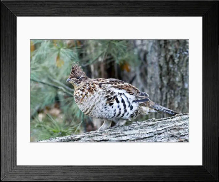 Framed Print : Ruffed Grouse - On Log 2401 Framed Print : Ruffed Grouse - On Log 2401