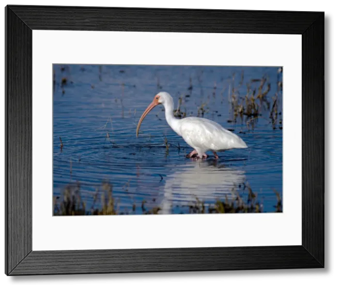 Framed Print : White Ibis - feeding in marsh, Florida east coast, USA 0142 Framed Print : White Ibis - feeding in marsh, Florida east coast, USA 0142
