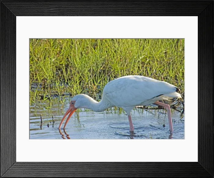 Framed Print : White Ibis - feeding in marsh USA 0205 Framed Print : White Ibis - feeding in marsh USA 0205