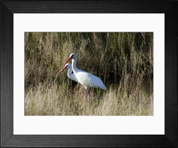 Framed Print : White Ibis - feeding in marsh USA 0228 Framed Print : White Ibis - feeding in marsh USA 0228