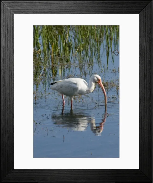 Framed Print : White Ibis - feeding in marsh USA 0290 Framed Print : White Ibis - feeding in marsh USA 0290