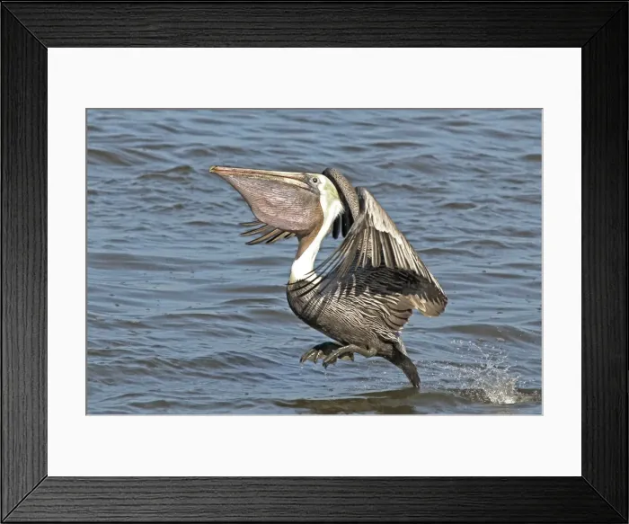 Framed Print : Brown Pelican, landing on water. Pouch full of baitfish, Florida Panhandle, Florida, USA Framed Print : Brown Pelican, landing on water. Pouch full of baitfish, Florida Panhandle, Florida, USA