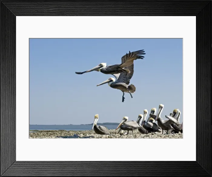 Framed Print : Brown Pelican- 2 flying over small flock on sand spit. Florida panhandle, Florida USA Framed Print : Brown Pelican- 2 flying over small flock on sand spit. Florida panhandle, Florida USA