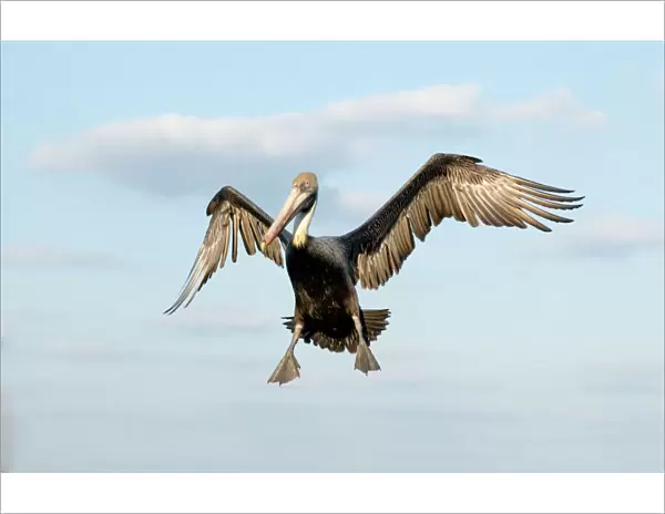 Brown Pelican - In flight, about to land. Florida Panhandle, Florida USA