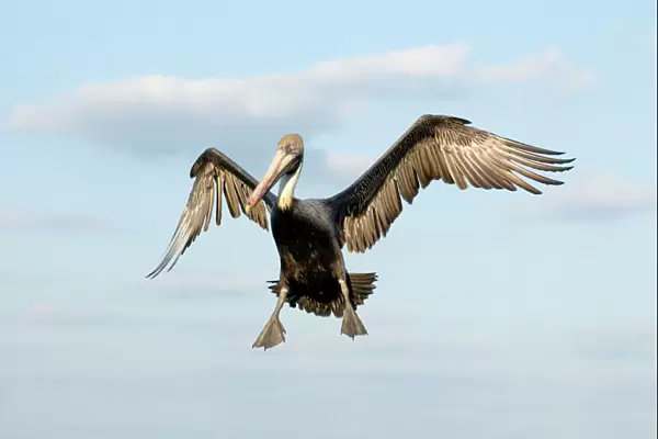 Brown Pelican - In flight, about to land. Florida Panhandle, Florida USA