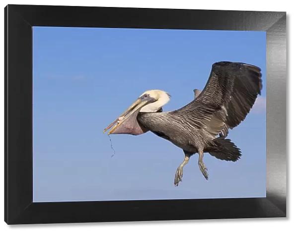 Brown Pelican - In flight returning from fishing with pouch full of fish. Florida pandhandle, Florida, USA