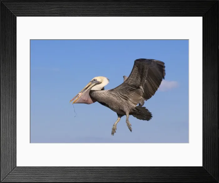 Framed Print : Brown Pelican - In flight returning from fishing with pouch full of fish. Florida pandhandle, Florida, USA Framed Print : Brown Pelican - In flight returning from fishing with pouch full of fish. Florida pandhandle, Florida, USA