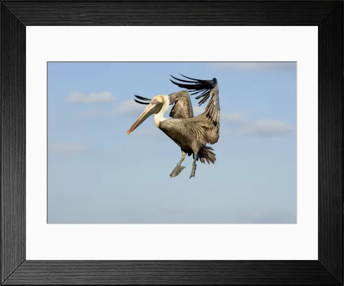 Framed Print : Brown Pelican - In flight, Florida Panhandle, Florida USA Framed Print : Brown Pelican - In flight, Florida Panhandle, Florida USA
