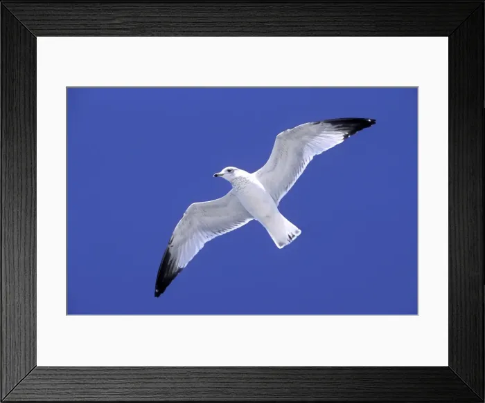 Framed Print : Ringbilled Gull in flight against wind, South Carolina coast, USA Framed Print : Ringbilled Gull in flight against wind, South Carolina coast, USA