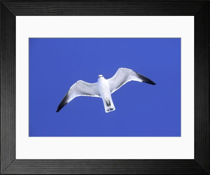 Framed Print : Ringbilled gull in flight against wind, South Carolina coast, USA Framed Print : Ringbilled gull in flight against wind, South Carolina coast, USA