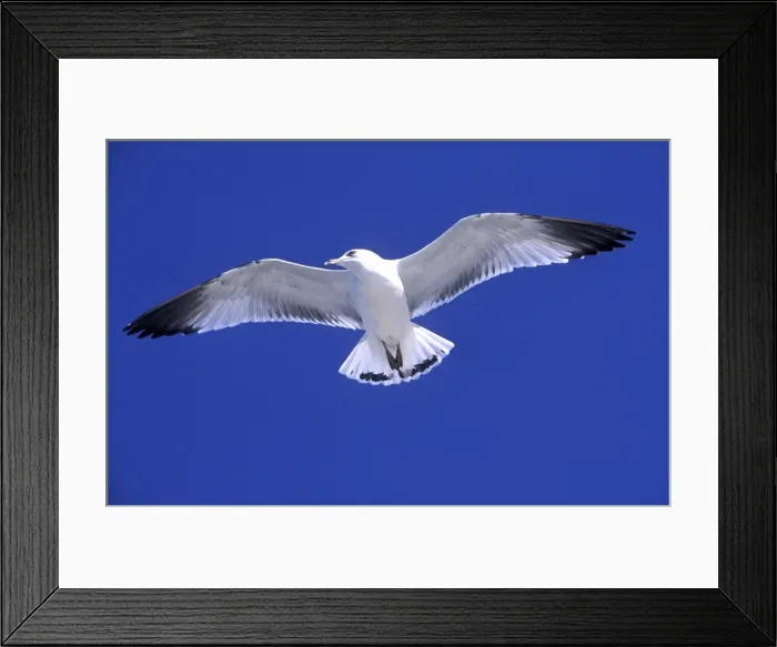 Framed Print : Ringbilled gull in flight against wind, South Carolina coast, USA Framed Print : Ringbilled gull in flight against wind, South Carolina coast, USA