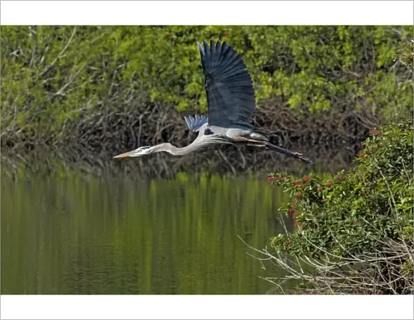 Great Blue Heron - In flight - South Venice, Florida, USA