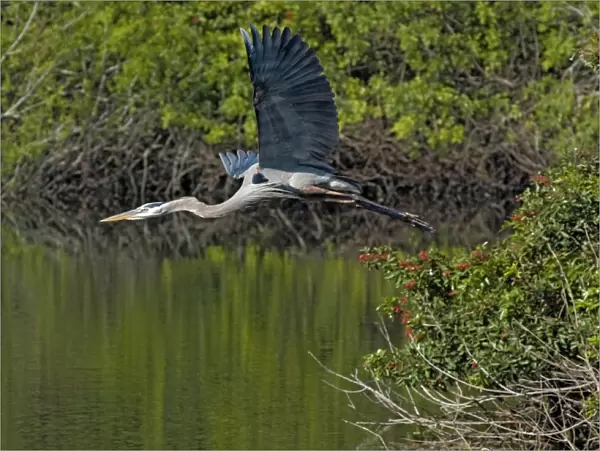 Great Blue Heron - In flight - South Venice, Florida, USA