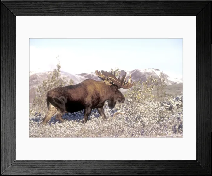 Framed Print : Bull moose - in velvet foraging for browse, Denali Park, Alaska, USA Framed Print : Bull moose - in velvet foraging for browse, Denali Park, Alaska, USA