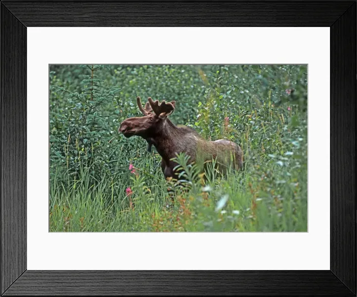 Framed Print : Egret, great Framed Print : Egret, great