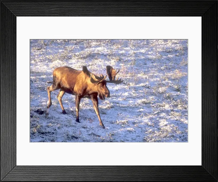Framed Print : Egret, great Framed Print : Egret, great