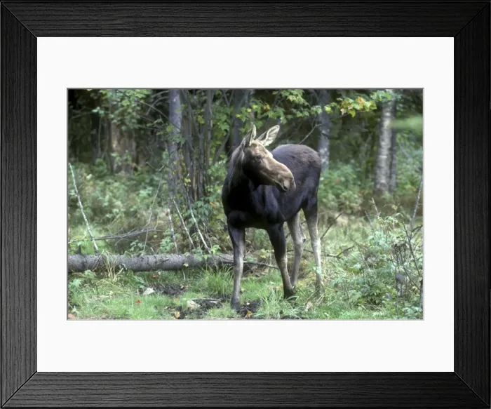 Framed Print : Egret, great Framed Print : Egret, great