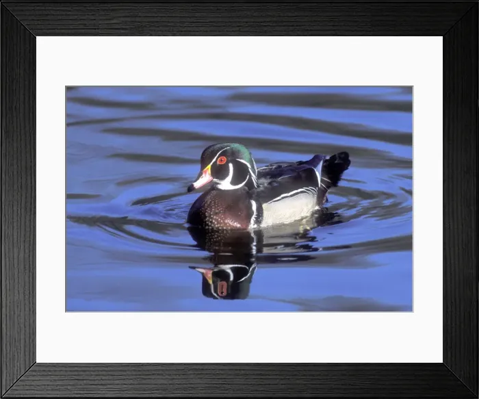 Framed Print : Male wood duck, During fall migration, New York State, USA Framed Print : Male wood duck, During fall migration, New York State, USA