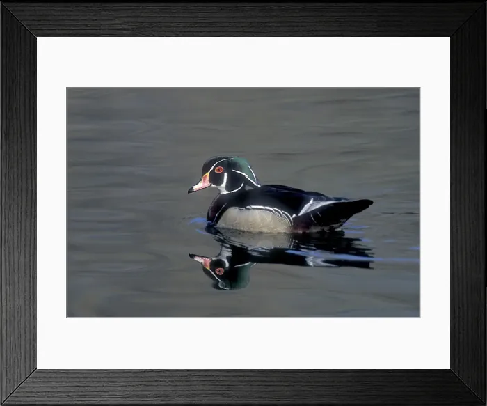 Framed Print : Male wood duck resting during fall migration, New York state, USA Framed Print : Male wood duck resting during fall migration, New York state, USA