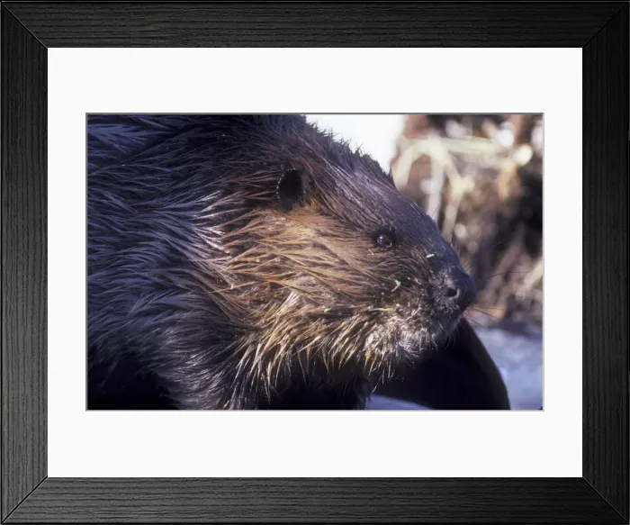 Framed Print : Beaver, outside lodge, searching for food in early spring. Central Massachusetts, USA Framed Print : Beaver, outside lodge, searching for food in early spring. Central Massachusetts, USA