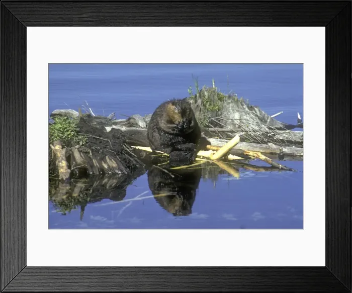 Framed Print : Beaver eating on feeding station. Beaver pond in central Massachusetts, USA Framed Print : Beaver eating on feeding station. Beaver pond in central Massachusetts, USA