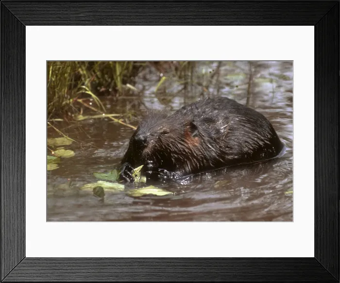 Framed Print : Beaver feeding on alder twigs, small beaver pond downeast Maine, USA Framed Print : Beaver feeding on alder twigs, small beaver pond downeast Maine, USA