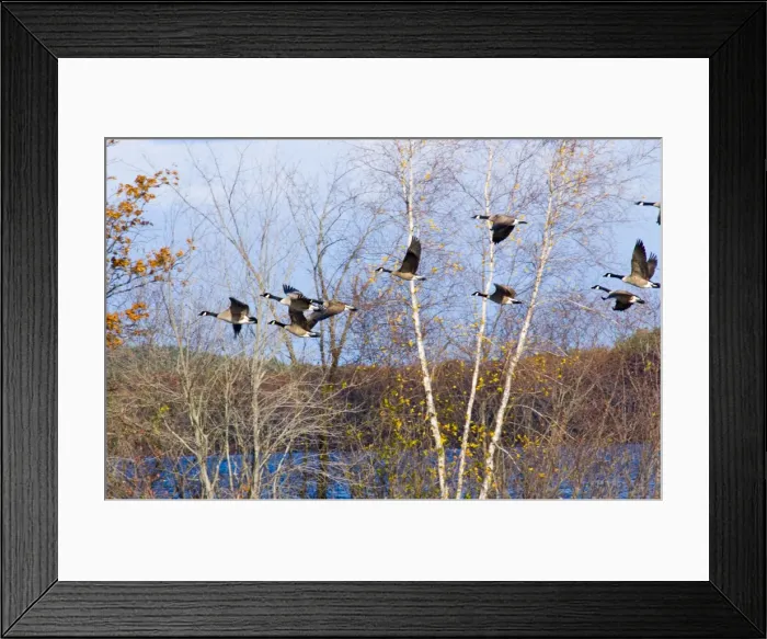 Framed Print : Canada Geese - small flock in flight against trees. North Central Connecticut, USA Framed Print : Canada Geese - small flock in flight against trees. North Central Connecticut, USA