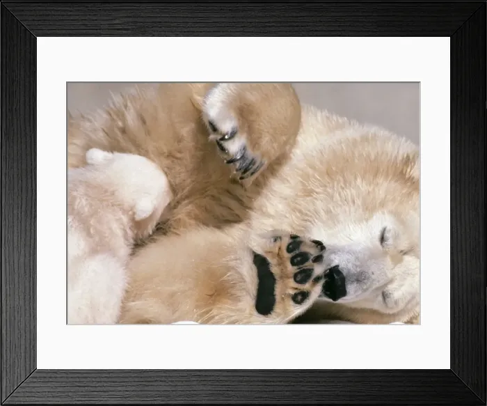 Framed Print : Polar Bear -with cub, nestling Framed Print : Polar Bear -with cub, nestling