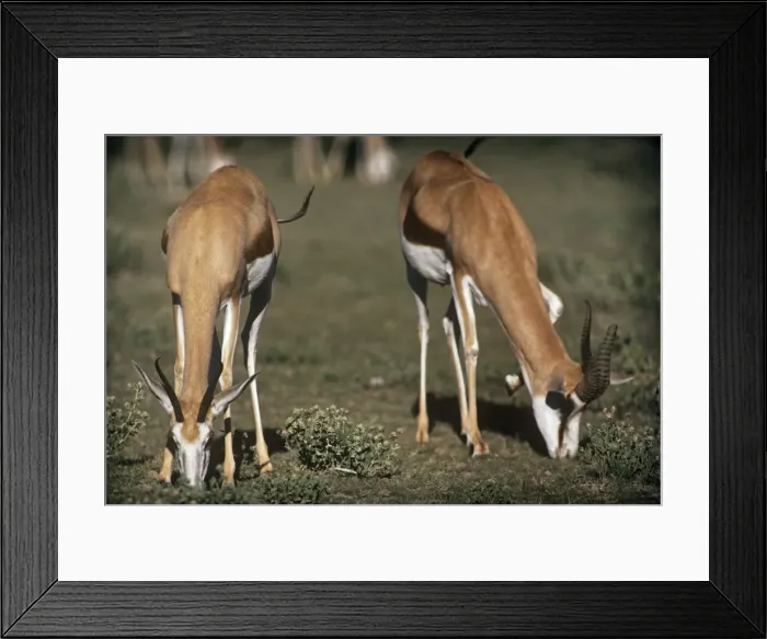 Framed Print : Springbok - female & male grazing Etosha National Park, Namibia, Africa Framed Print : Springbok - female & male grazing Etosha National Park, Namibia, Africa
