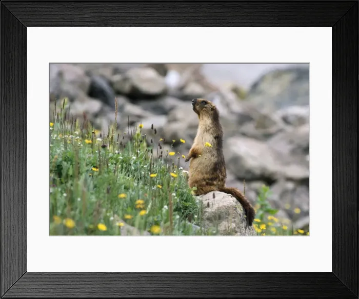Framed Print : Long-tailed Marmot Dachigam National Park, Jammu & Kashmir, India Framed Print : Long-tailed Marmot Dachigam National Park, Jammu & Kashmir, India