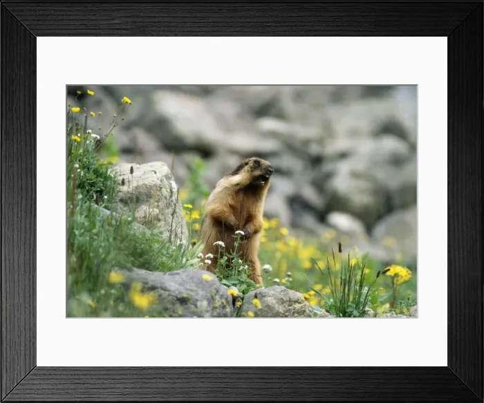 Framed Print : Long-tailed Marmot - calling Dachigam National Park Jammu & Kashmir India Framed Print : Long-tailed Marmot - calling Dachigam National Park Jammu & Kashmir India