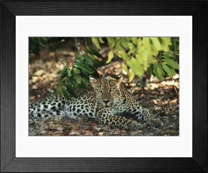 Framed Print : Leopard. JVG-1550. Leopard. Asia. Panthera pardus