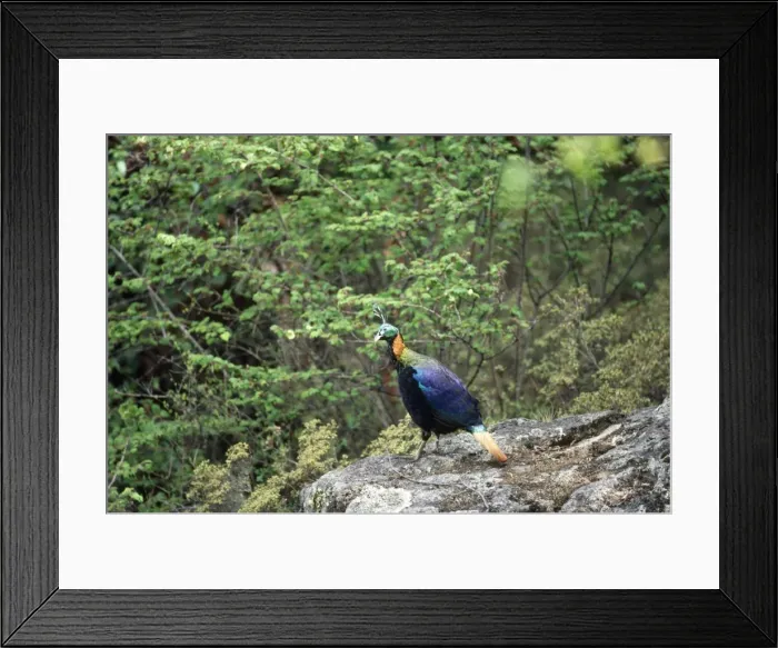 Framed Print : Himalayan Monal Pheasant - male Sagarmatha National Park Nepal Framed Print : Himalayan Monal Pheasant - male Sagarmatha National Park Nepal