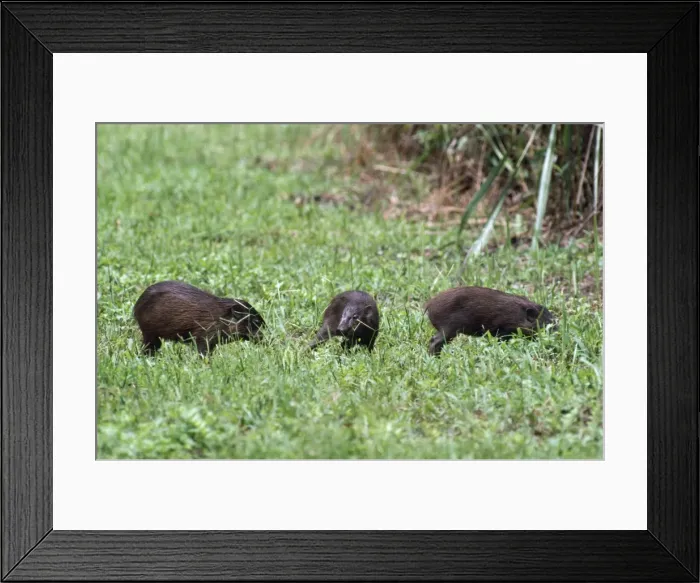 Framed Print : Pygmy Hog Manas Tiger Reserve, Assam Framed Print : Pygmy Hog Manas Tiger Reserve, Assam