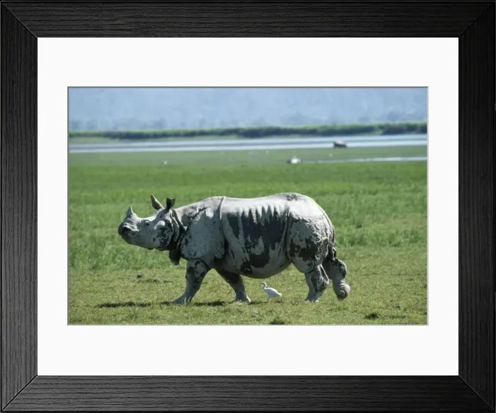 Framed Print : Indian One-horned Rhinoceros Kazuranga National Park, Assam, India Framed Print : Indian One-horned Rhinoceros Kazuranga National Park, Assam, India