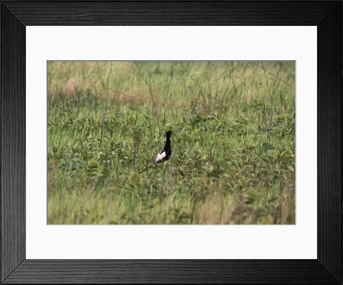 Framed Print : Bengal Florican - male Manas Tiger Reserve, Assam, India Framed Print : Bengal Florican - male Manas Tiger Reserve, Assam, India