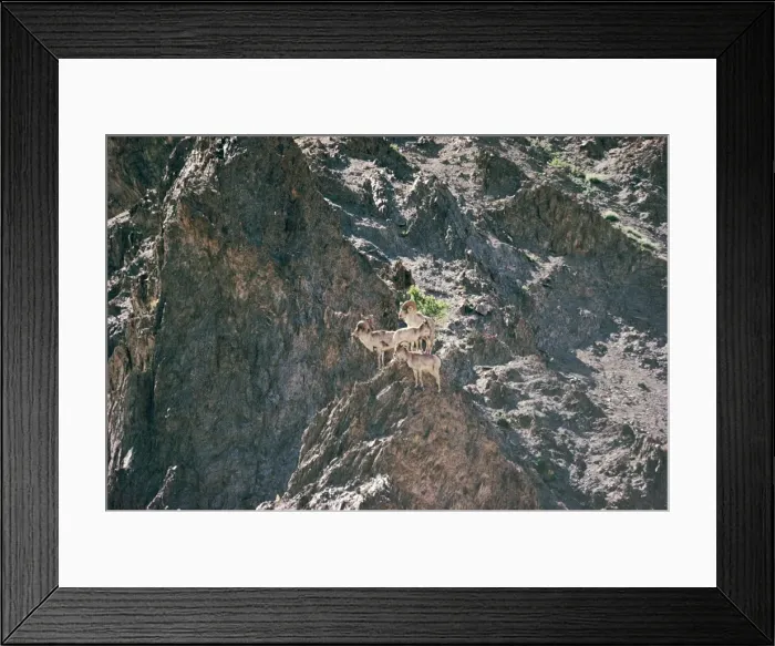 Framed Print : Argali / Great Tibetan Sheep 12, 000ft, Ladakh, India Framed Print : Argali / Great Tibetan Sheep 12, 000ft, Ladakh, India