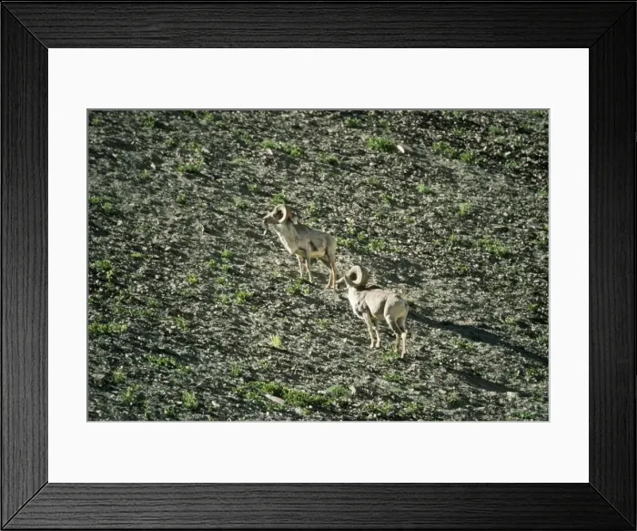 Framed Print : Argali Sheep - 2 male, 12, 000ft. Ladakh, India Framed Print : Argali Sheep - 2 male, 12, 000ft. Ladakh, India