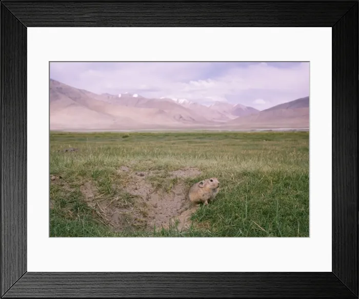 Framed Print : Pika / Mouse Hare - female, by burrow. Looking towards Startsapuk Tso 15, 000 ft in restricted area East Ladakh, Jammu & Kashmir, India Framed Print : Pika / Mouse Hare - female, by burrow. Looking towards Startsapuk Tso 15, 000 ft in restricted area East Ladakh, Jammu & Kashmir, India