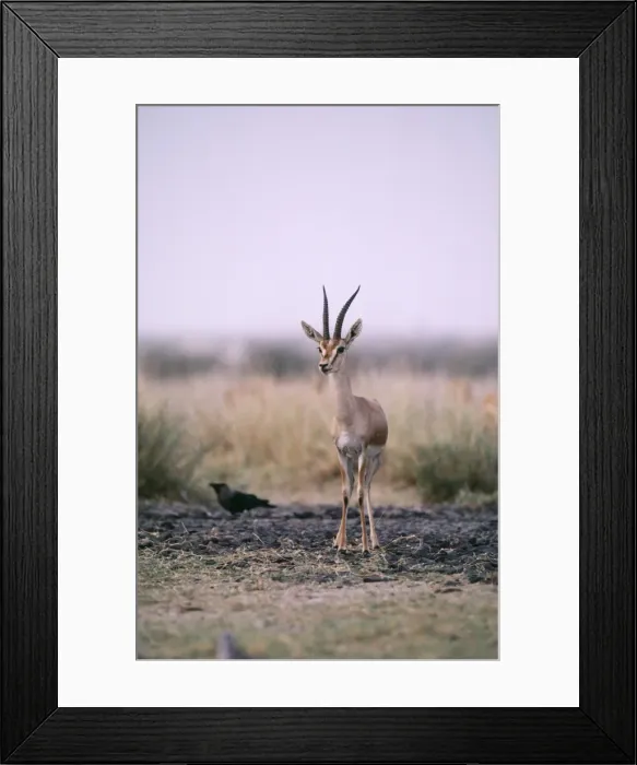 Framed Print : Gazelle / Chinkara Rajasthan National Park Framed Print : Gazelle / Chinkara Rajasthan National Park