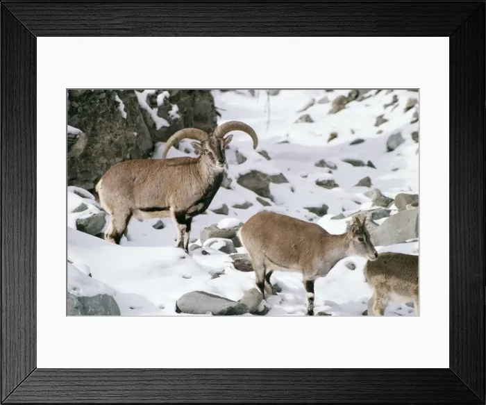 Framed Print : Blue Sheep Wild, Male & Female. Ladakh, India Framed Print : Blue Sheep Wild, Male & Female. Ladakh, India