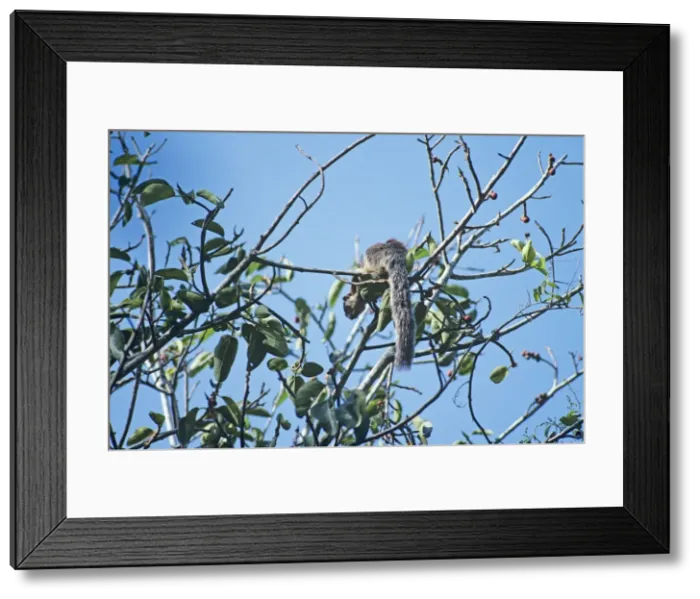 Framed Print : Grizzled Giant Squirrel Tamic Nadu, India Framed Print : Grizzled Giant Squirrel Tamic Nadu, India