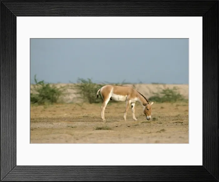 Framed Print : Asian Wild Ass  /  Asiatic Wild Ass  /  Kulan  /  onager  /  khur  /  dzigettai - grazing. Little Rann of Kutch, Gujarat, India