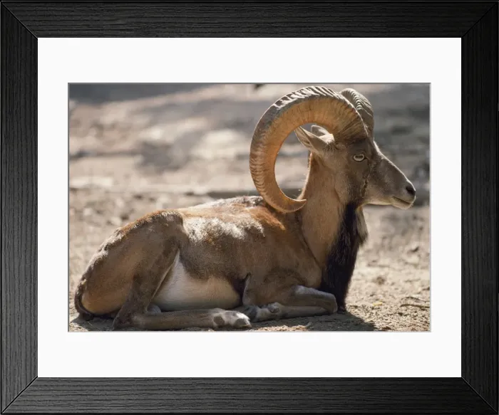 Framed Print : Punjab Urial Sheep - male Framed Print : Punjab Urial Sheep - male