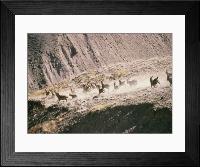 Framed Print : Himalayan Ibex Mixed group. Pin Valley National Park, Himachal Pradesh, India Framed Print : Himalayan Ibex Mixed group. Pin Valley National Park, Himachal Pradesh, India