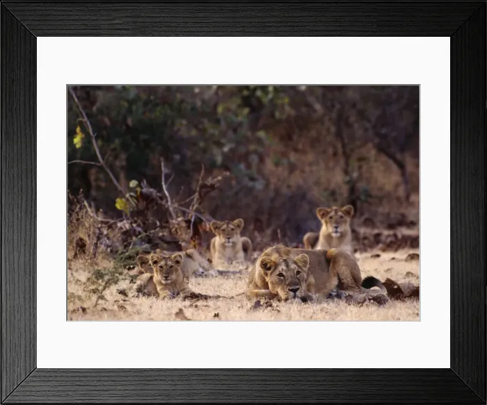 Framed Print : Asiatic Lion Pride. Gir National Park, India Framed Print : Asiatic Lion Pride. Gir National Park, India