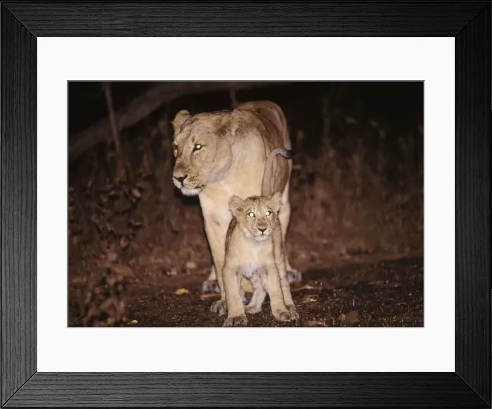 Framed Print : Asiatic Lion Gir National Park, Guiarat, India Framed Print : Asiatic Lion Gir National Park, Guiarat, India