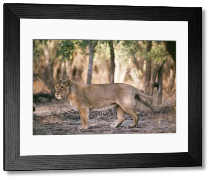 Framed Print : Asiatic Lion Gir National Park, Gujarat, India Framed Print : Asiatic Lion Gir National Park, Gujarat, India